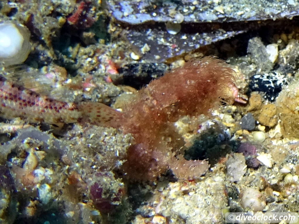 Lembeh The Best Muck Diving in The World Sulawesi Indonesia  Indonesia Lembeh Diveoclock 27