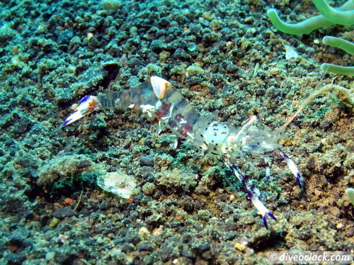 Lembeh The Best Muck Diving in The World Sulawesi Indonesia  Indonesia Lembeh Diveoclock 30