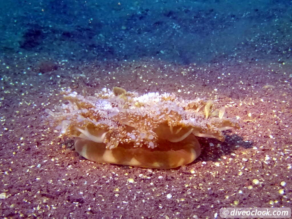 Lembeh The Best Muck Diving in The World Sulawesi Indonesia  Indonesia Lembeh Diveoclock 31