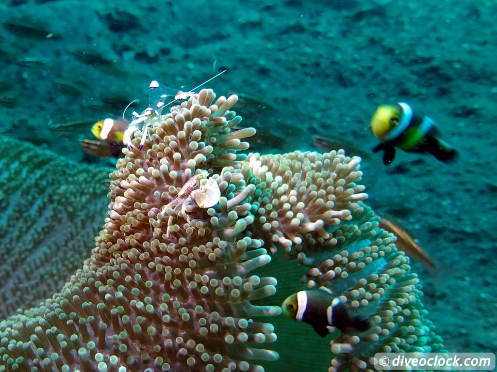 Lembeh The Best Muck Diving in The World Sulawesi Indonesia  Indonesia Lembeh Diveoclock 32