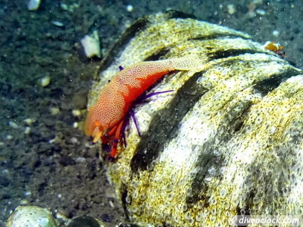 Lembeh The Best Muck Diving in The World Sulawesi Indonesia  Indonesia Lembeh Diveoclock 33