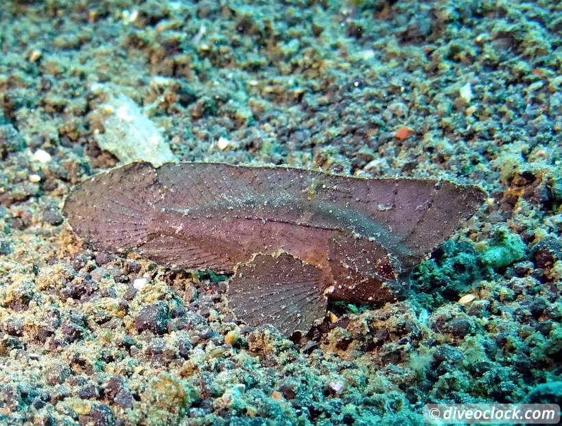 Lembeh The Best Muck Diving in The World Sulawesi Indonesia  Indonesia Lembeh Diveoclock 34