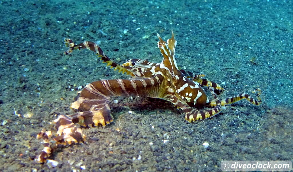 Lembeh The Best Muck Diving in The World Sulawesi Indonesia  Indonesia Lembeh Diveoclock 35