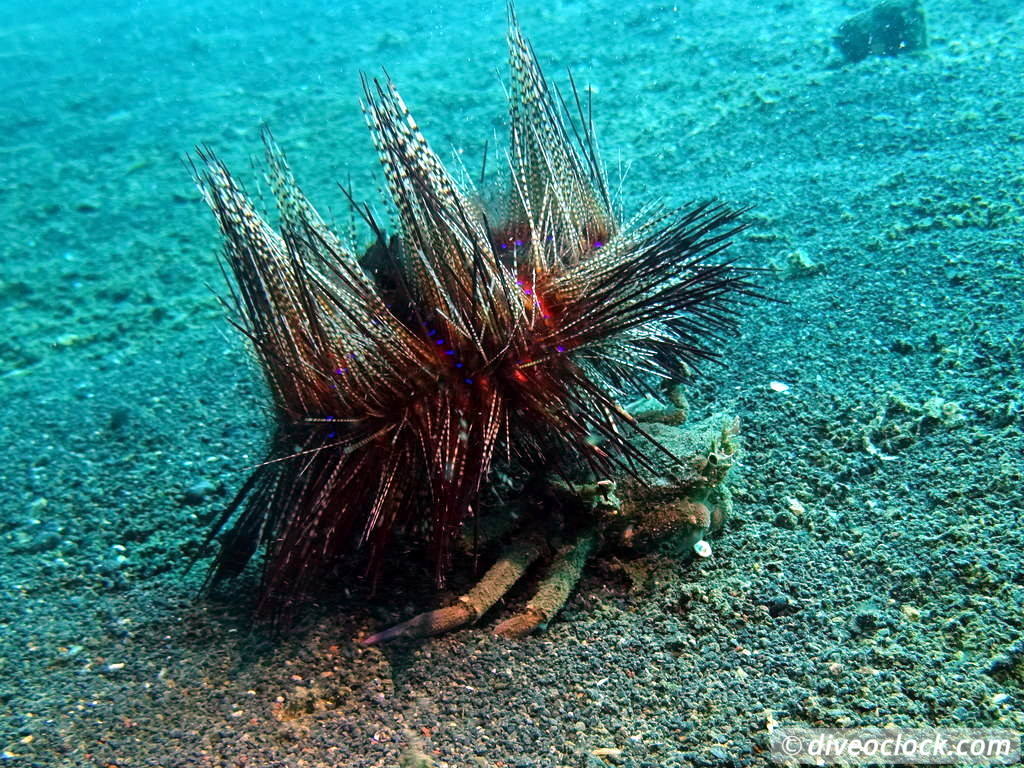 Lembeh The Best Muck Diving in The World Sulawesi Indonesia  Indonesia Lembeh Diveoclock 36