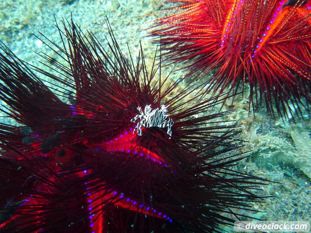 Lembeh The Best Muck Diving in The World Sulawesi Indonesia  Indonesia Lembeh Diveoclock 37