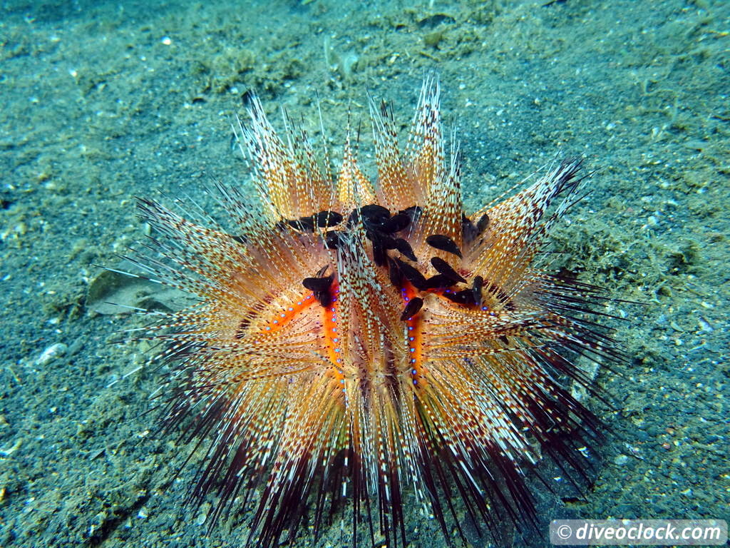 Lembeh The Best Muck Diving in The World Sulawesi Indonesia  Indonesia Lembeh Diveoclock 38