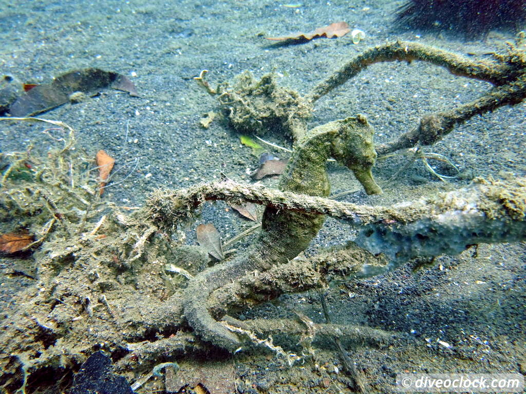 Lembeh The Best Muck Diving in The World Sulawesi Indonesia  Indonesia Lembeh Diveoclock 39