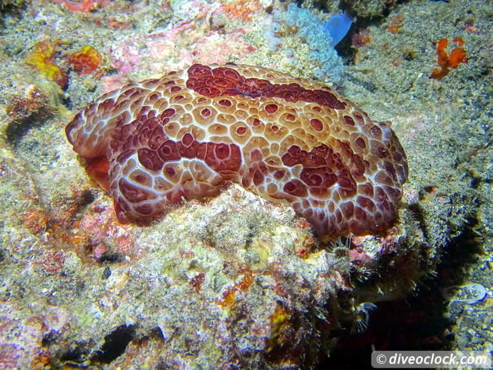 Lembeh The Best Muck Diving in The World Sulawesi Indonesia  Indonesia Lembeh Diveoclock 43