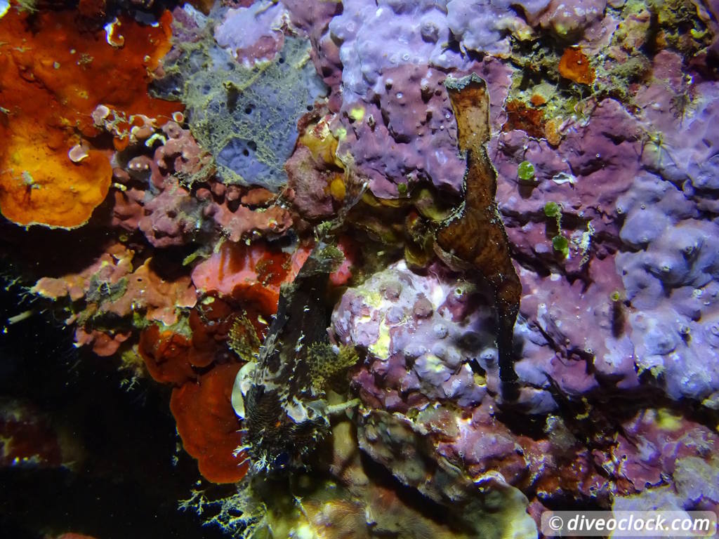 Lembeh The Best Muck Diving in The World Sulawesi Indonesia  Indonesia Lembeh Diveoclock 44