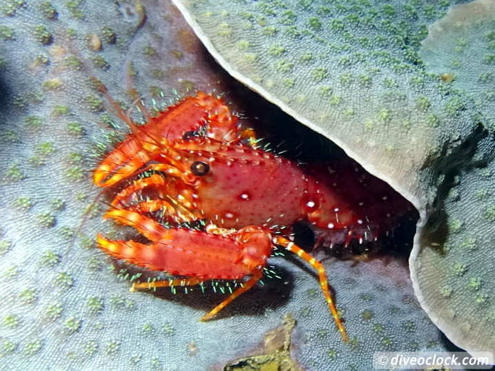 Lembeh The Best Muck Diving in The World Sulawesi Indonesia  Indonesia Lembeh Diveoclock 45