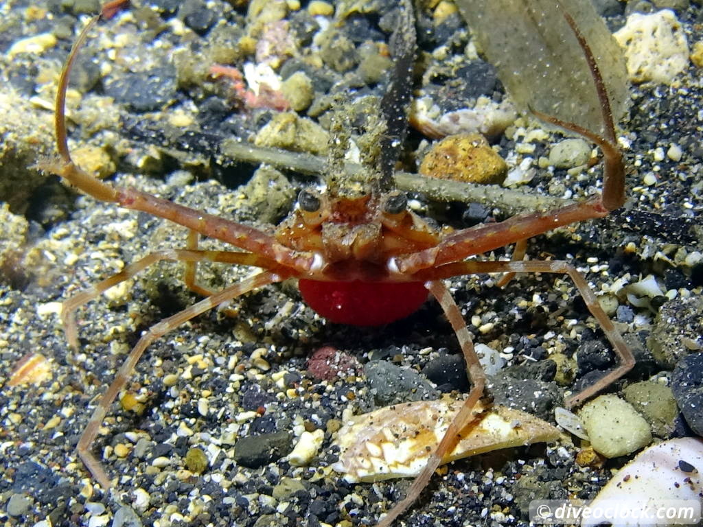 Lembeh The Best Muck Diving in The World Sulawesi Indonesia  Indonesia Lembeh Diveoclock 46