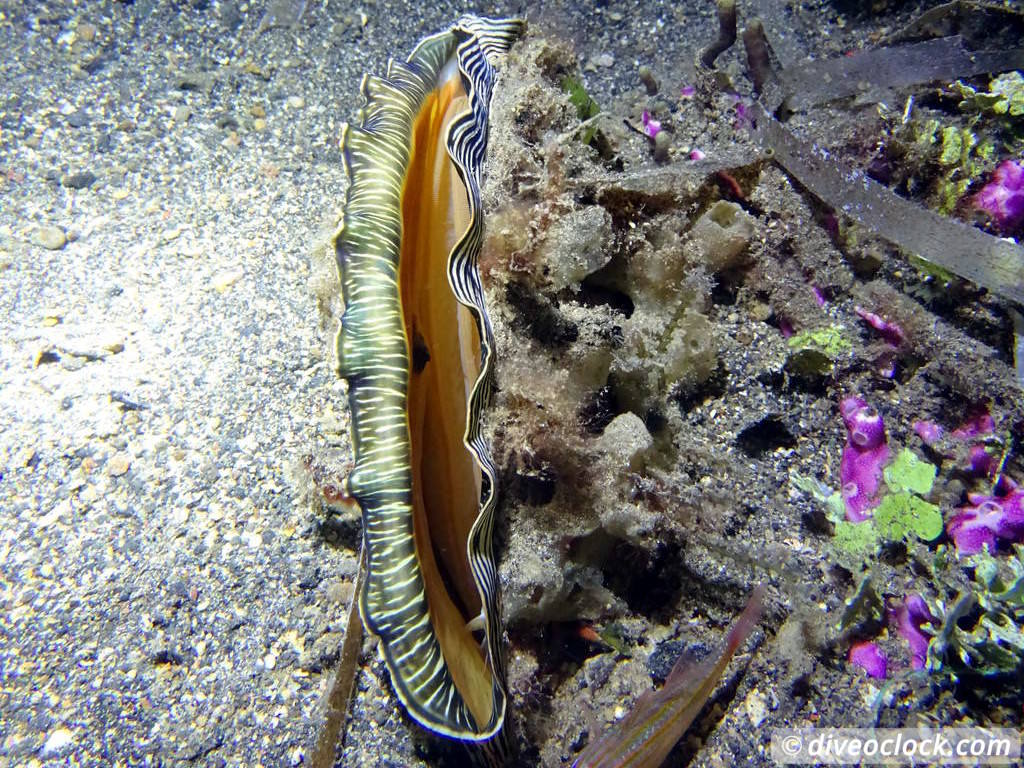 Lembeh The Best Muck Diving in The World Sulawesi Indonesia  Indonesia Lembeh Diveoclock 47