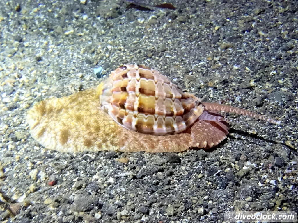 Lembeh The Best Muck Diving in The World Sulawesi Indonesia  Indonesia Lembeh Diveoclock 48