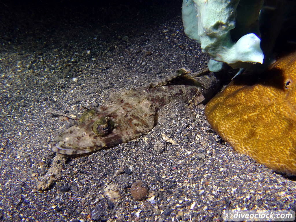 Lembeh The Best Muck Diving in The World Sulawesi Indonesia  Indonesia Lembeh Diveoclock 49