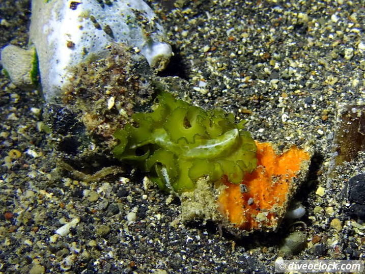 Lembeh The Best Muck Diving in The World Sulawesi Indonesia  Indonesia Lembeh Diveoclock 50