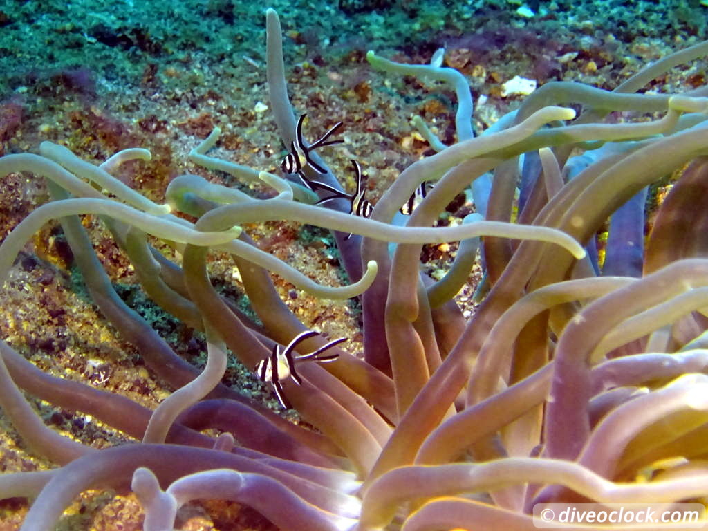 Lembeh The Best Muck Diving in The World Sulawesi Indonesia  Indonesia Lembeh Diveoclock 8