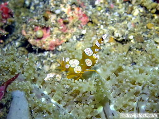 Lembeh The Best Muck Diving in The World Sulawesi Indonesia  Indonesia Lembeh Diveoclock 9