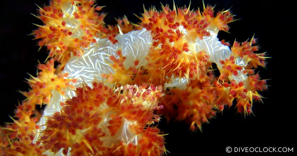 sulawesi candy crab diveoclock scuba diving indonesia 