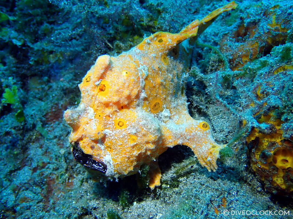 north sulawesi scuba diving