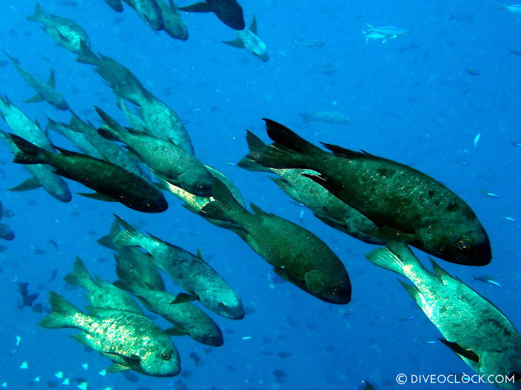 north sulawesi scuba diving