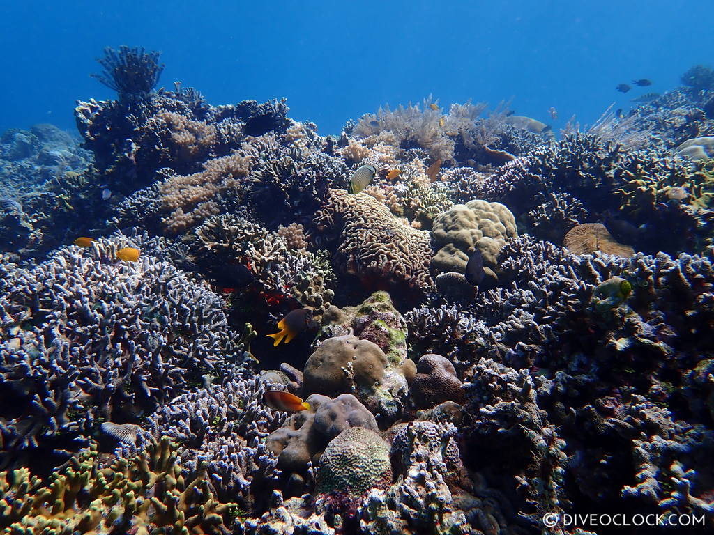 north sulawesi scuba diving