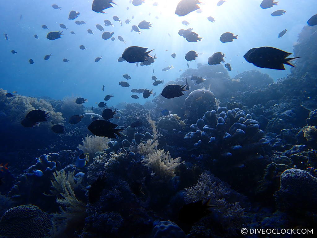 north sulawesi scuba diving