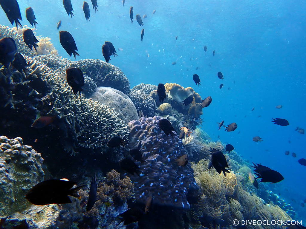 north sulawesi scuba diving