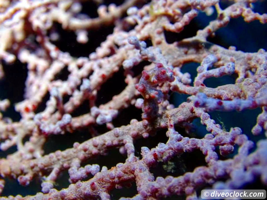 Raja Ampat World Class Diving in Papua Indonesia  Pygmy