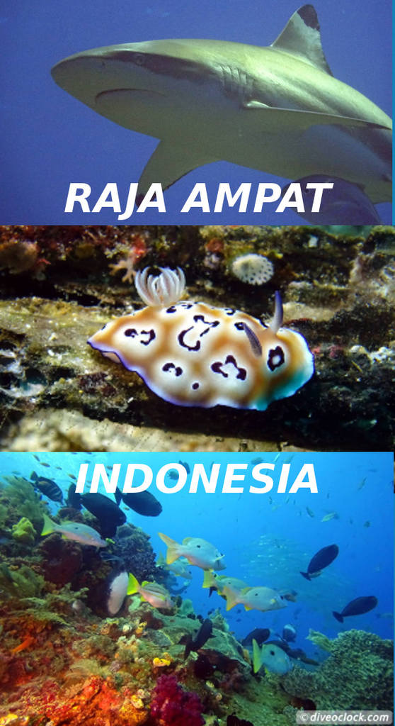 Raja Ampat - World Class Diving in Papua (Indonesia)