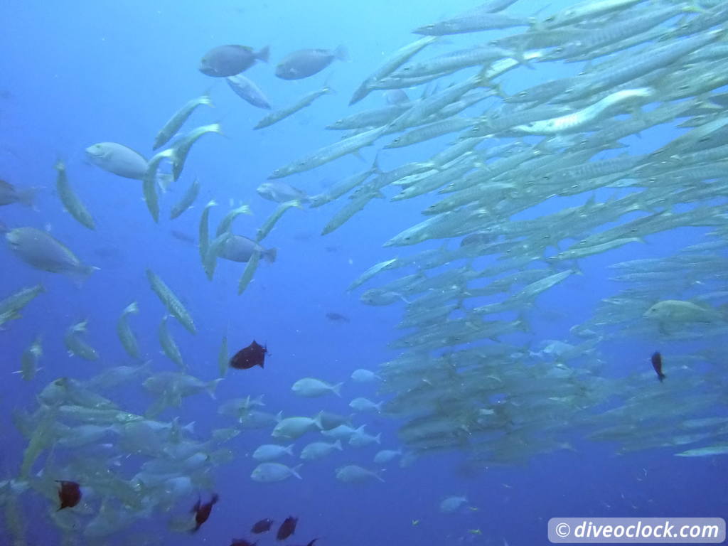 Raja Ampat World Class Diving in Papua Indonesia  Blue Magic Raja Ampat 1