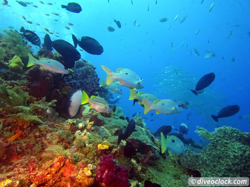 Raja Ampat World Class Diving in Papua Indonesia  Blue Magic Raja Ampat 2