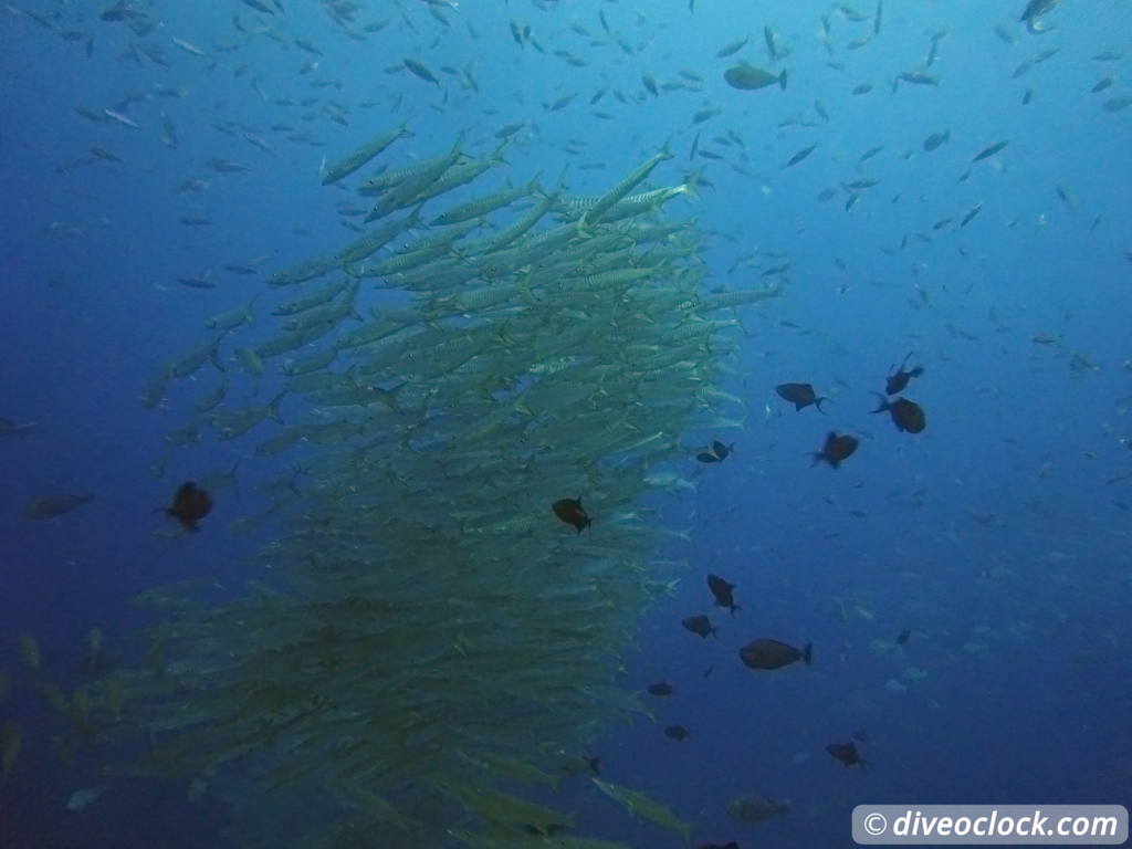 Raja Ampat World Class Diving in Papua Indonesia  Blue Magic Raja Ampat 3