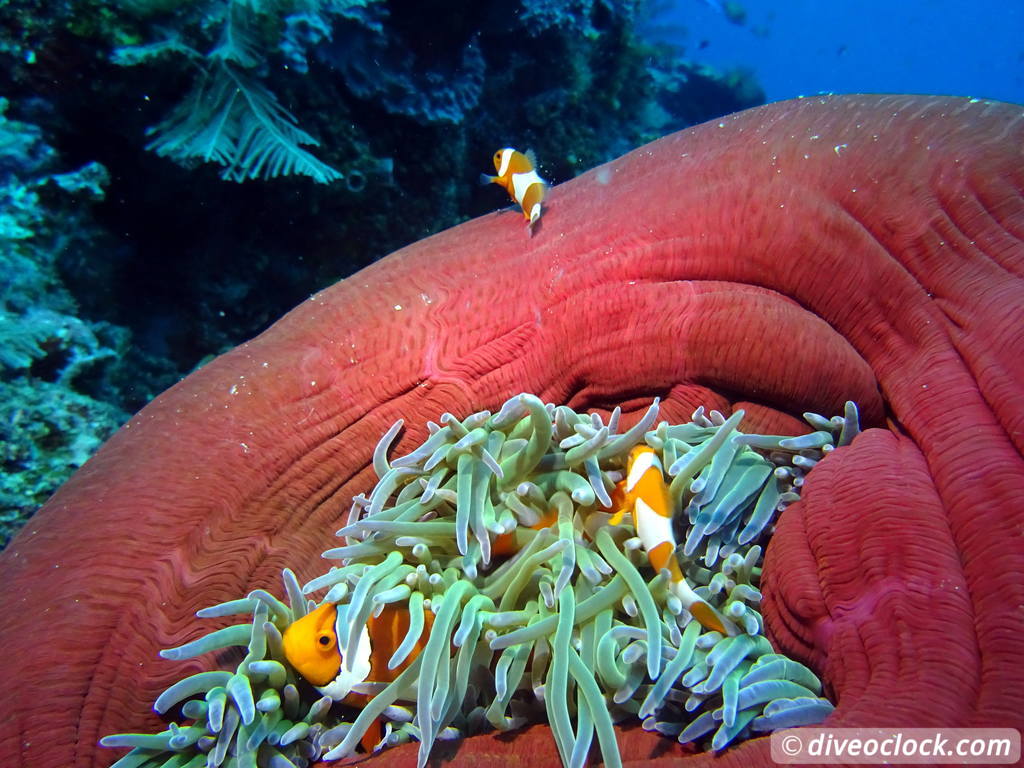 Raja Ampat World Class Diving in Papua Indonesia  Blue Magic Raja Ampat 4