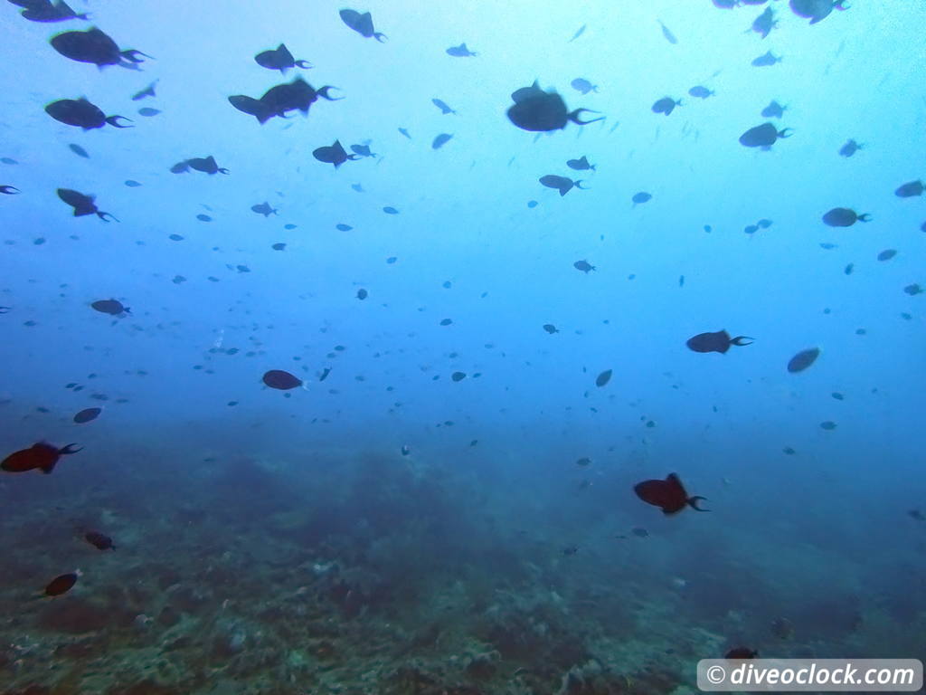 Raja Ampat World Class Diving in Papua Indonesia  Cape Kri Raja Ampat 1