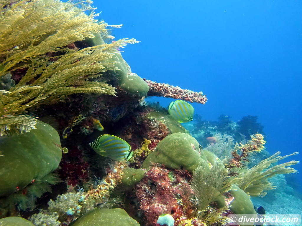 Raja Ampat World Class Diving in Papua Indonesia  Cape Kri Raja Ampat 3