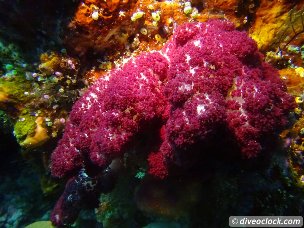 Raja Ampat World Class Diving in Papua Indonesia  Cape Kri Raja Ampat 5