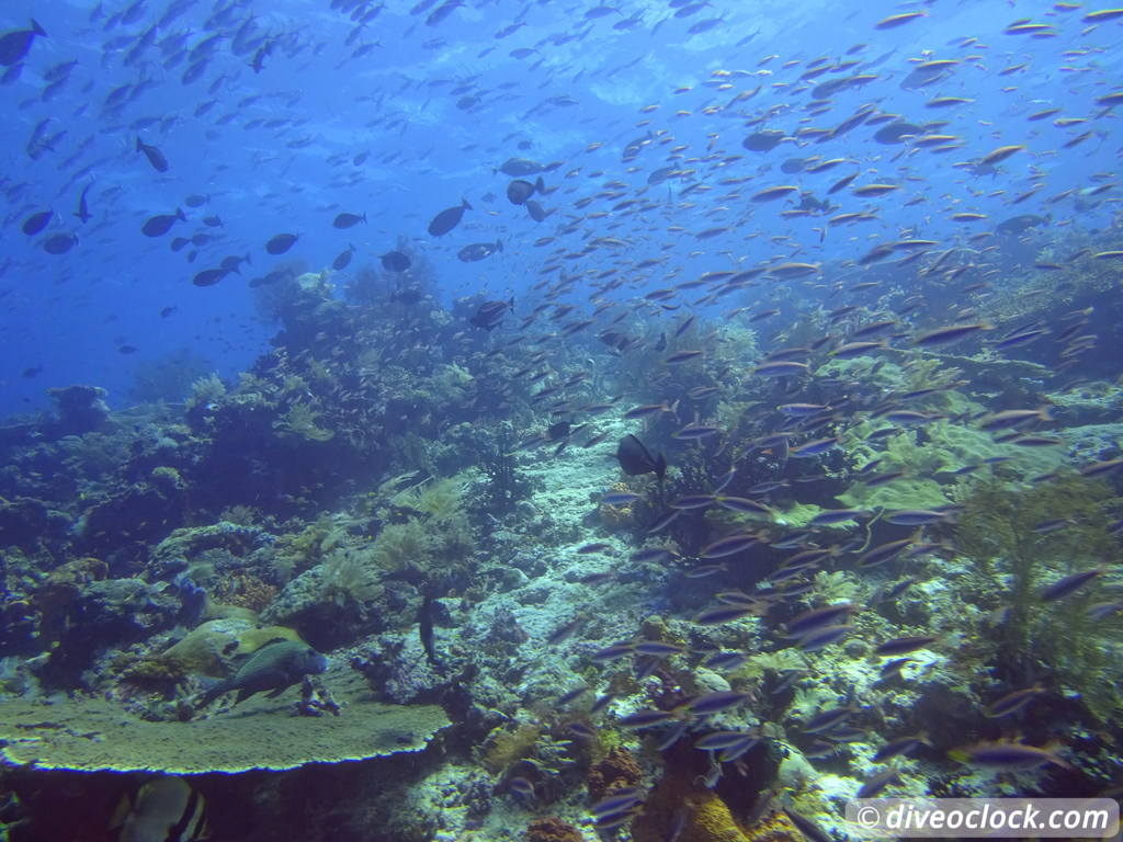 Raja Ampat World Class Diving in Papua Indonesia  Chicken Reef Raja Ampat 3