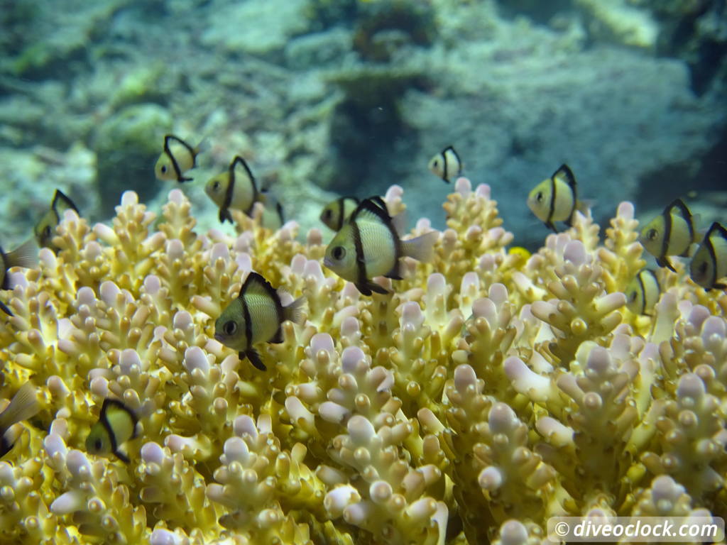 Raja Ampat World Class Diving in Papua Indonesia  Chicken Reef Raja Ampat 6