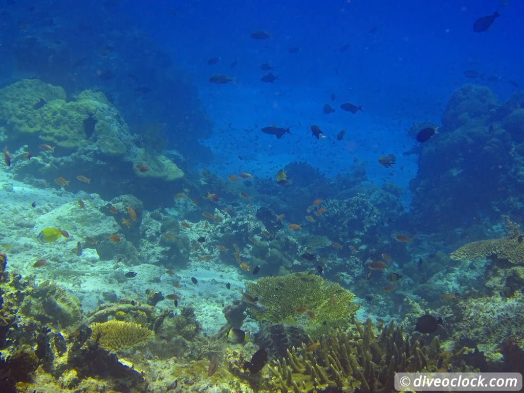 Raja Ampat World Class Diving in Papua Indonesia  Chicken Reef Raja Ampat 7