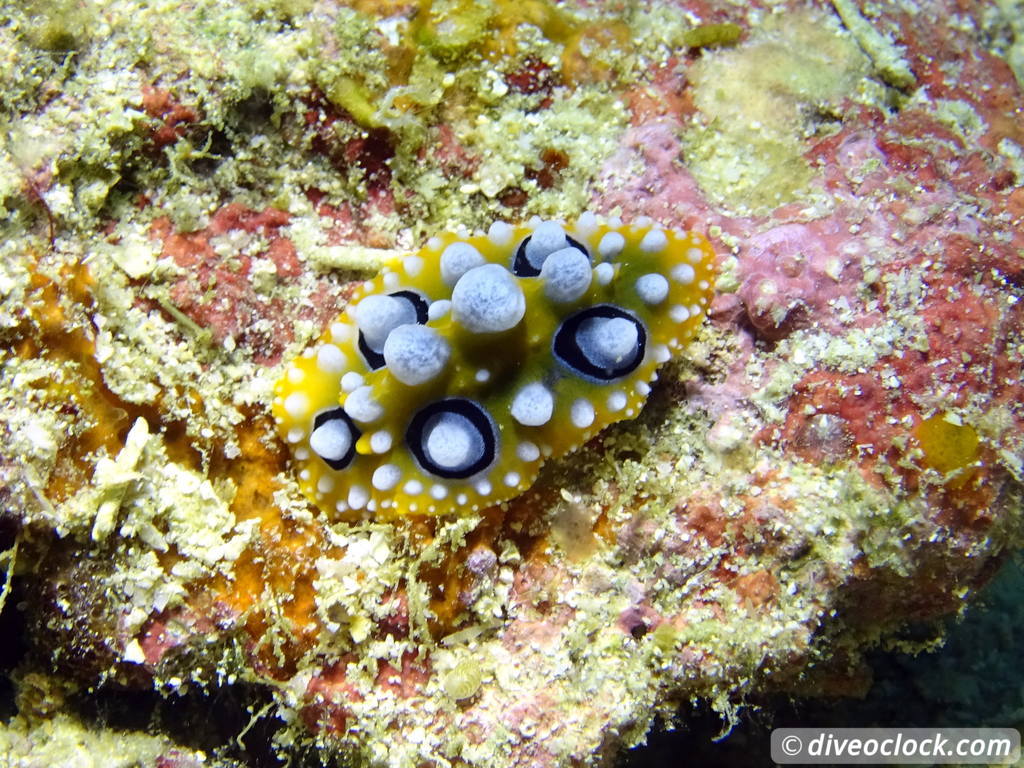 Raja Ampat World Class Diving in Papua Indonesia  Friwin Raja Ampat 2