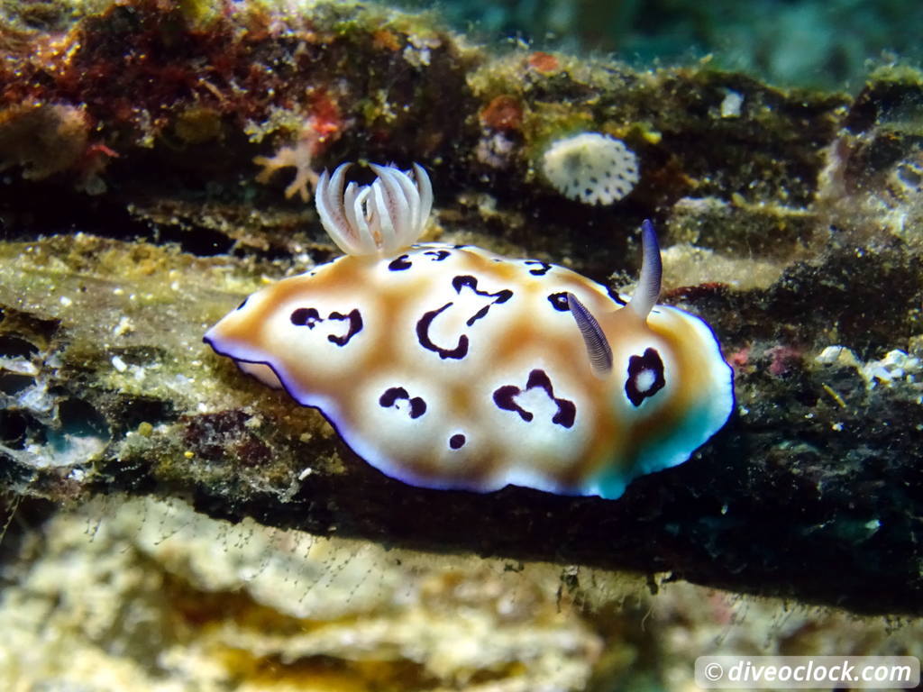 Raja Ampat World Class Diving in Papua Indonesia  Friwin Raja Ampat 4