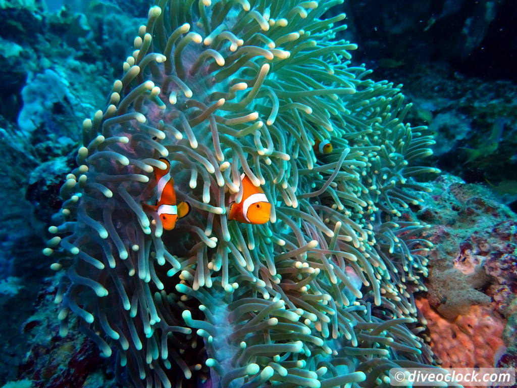 Raja Ampat World Class Diving in Papua Indonesia  Friwin Raja Ampat 7