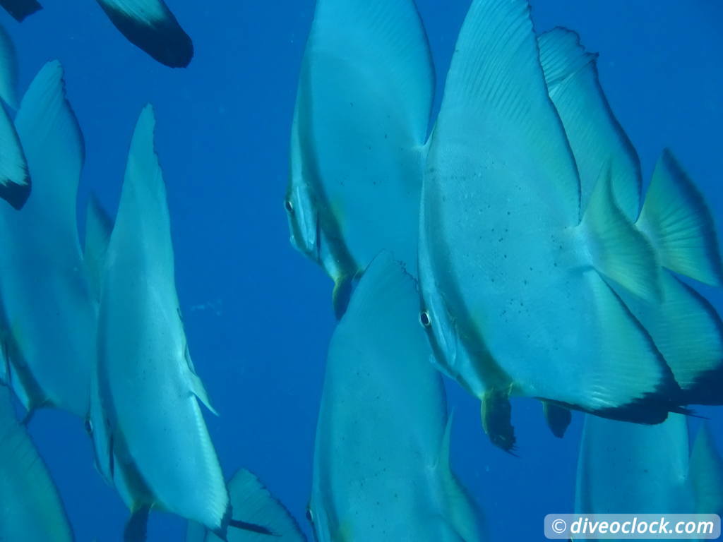 Raja Ampat World Class Diving in Papua Indonesia  Housereef Kri Raja Ampat 1