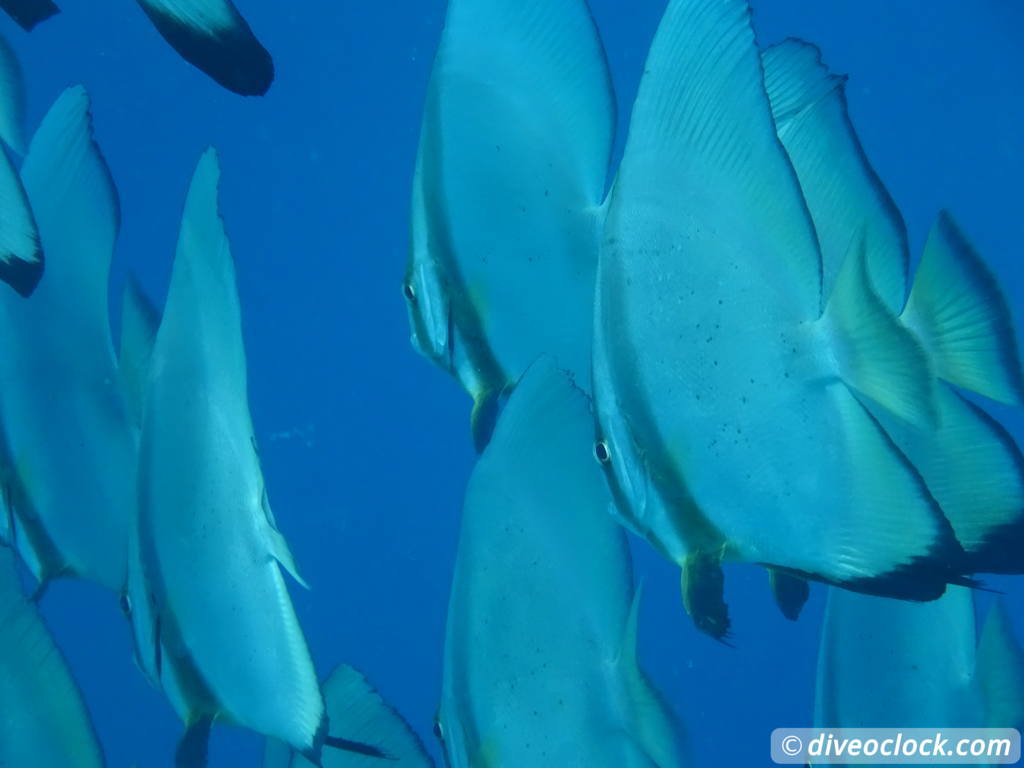 Raja Ampat World Class Diving in Papua Indonesia  Housereef Kri Raja Ampat 1