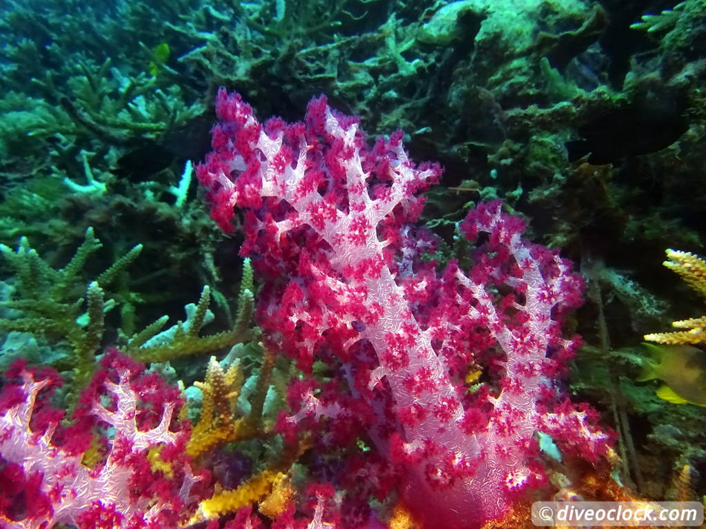 Raja Ampat World Class Diving in Papua Indonesia  Housereef Kri Raja Ampat 2