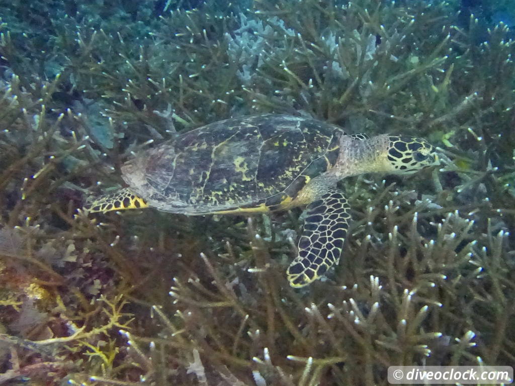 Raja Ampat World Class Diving in Papua Indonesia  Housereef Kri Raja Ampat 6