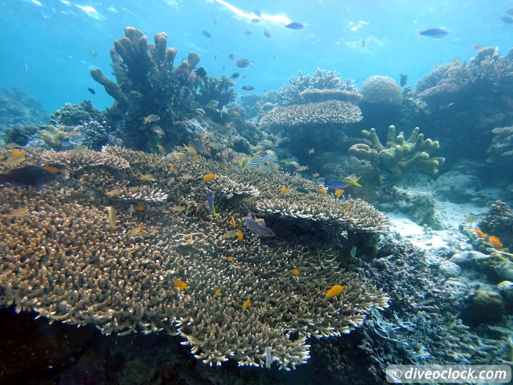 Raja Ampat World Class Diving in Papua Indonesia  Housereef Kri Raja Ampat 8