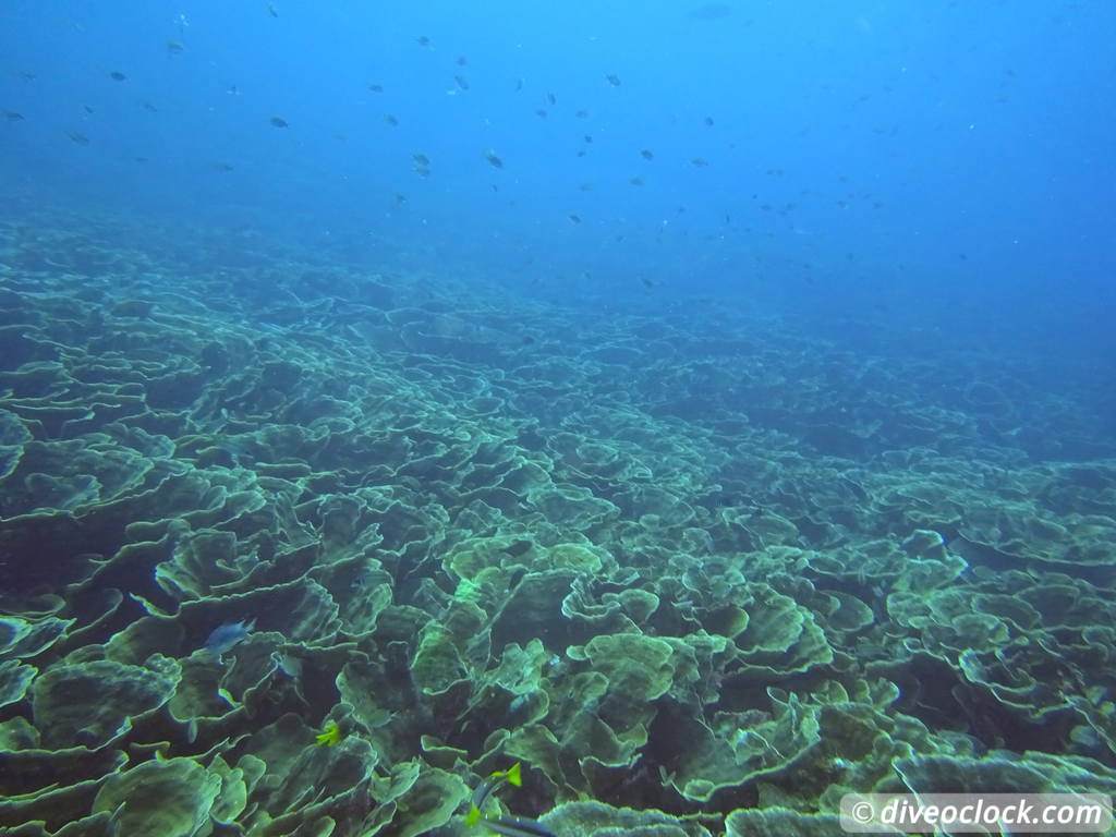 Raja Ampat World Class Diving in Papua Indonesia  Mansuar Raja Ampat 1