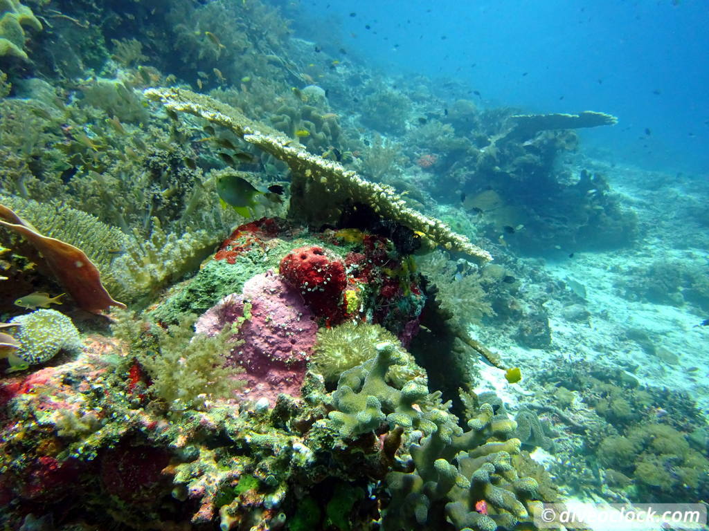 Raja Ampat World Class Diving in Papua Indonesia  Mansuar Raja Ampat 3