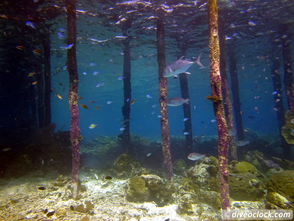 Raja Ampat World Class Diving in Papua Indonesia  Mansuar Raja Ampat 5